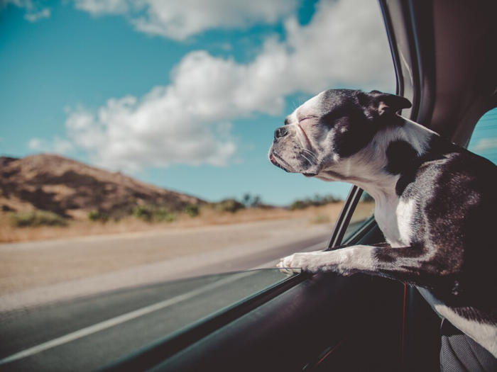 a carefree trip with your dog: things that you must know!