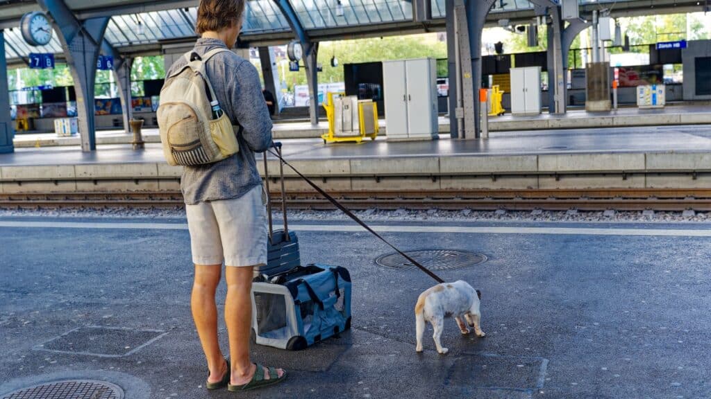 <ol>   <li><strong>Advance Booking</strong>: Always check the pet policy of the train service and book in advance, as there are often limits on the number of pets allowed per train.</li>   <li><strong>Carriers</strong>: Small dogs should be in a carrier that fits under the seat. Larger dogs may need to be on a leash and muzzled, depending on the train’s policy. <strong><a href="https://amzn.to/45RT1jm">Sleepypod</a></strong> makes great carriers.</li>   <li><strong>Comfort and Safety</strong>: Ensure your dog is comfortable during the trip. Bring their favorite blanket or toy, and make sure they have access to water.</li>   <li><strong>Breaks and Hydration</strong>: Plan for bathroom breaks and keep your dog hydrated, especially on long journeys. Some train stations have designated pet relief areas.</li>  </ol>