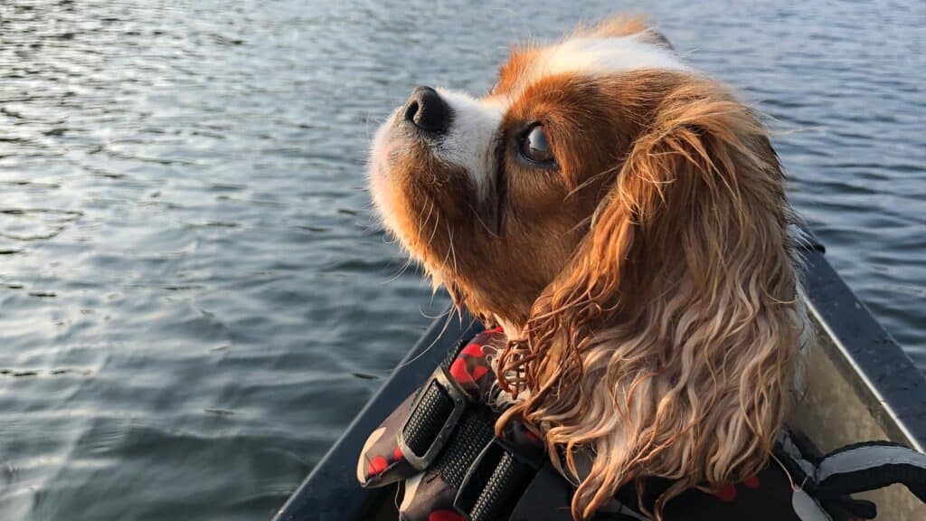 <p>You can enjoy time out on the water, in a boat, with your dog if you take safety precautions. At the very least, it is prudent to only take a dog out on a boat if the dog is water safe in general. We have an <strong><a href="https://www.thequeenzone.com/22-water-sports-safety-essentials-for-dogs-and-how-to-spot-dry-drowning/">article about dogs and water safety</a></strong> for you.</p>
