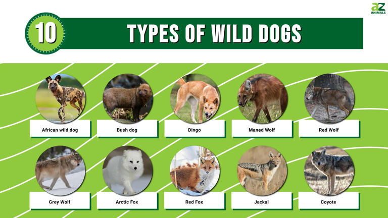 10 Types Of Wild Dogs