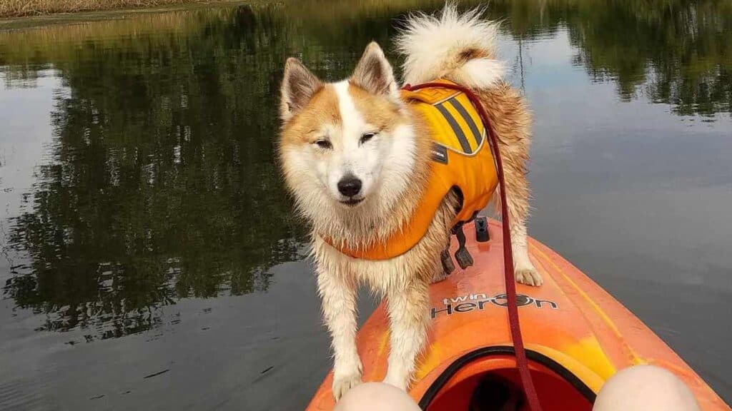 <ol>   <li><strong>Life Jackets</strong>: Equip your dog with a <strong><a href="https://amzn.to/45Nu092">well-fitted life jacket</a></strong> designed for dogs. This is crucial for their safety, especially if they fall overboard​.</li>   <li><strong>Leash and Harness</strong>: Always keep your dog on a leash while on deck. A harness can provide better control and prevent them from slipping out.</li>   <li><strong>Designated Relief Areas</strong>: Use designated pet relief areas on ferries or create a designated spot on your private boat for your dog to relieve themselves.</li>   <li><strong>Hydration and Comfort</strong>: Keep your dog hydrated and provide a shaded area to protect them from the sun. Ensure they have a comfortable place to rest.</li>   <li><strong>Acclimatization</strong>: Before embarking on a long boat trip, take your dog on shorter voyages to get them used to the motion and environment of the boat.</li>  </ol>