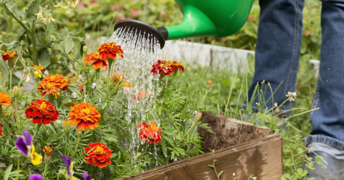 haveeksperter forklarer: dette tidspunkt er det bedste, når du skal vande blomsterne om sommeren - og det er ikke om morgenen