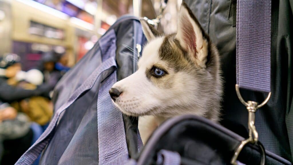 <p>Believe it or not, your dog can go with you on some subway systems.</p>