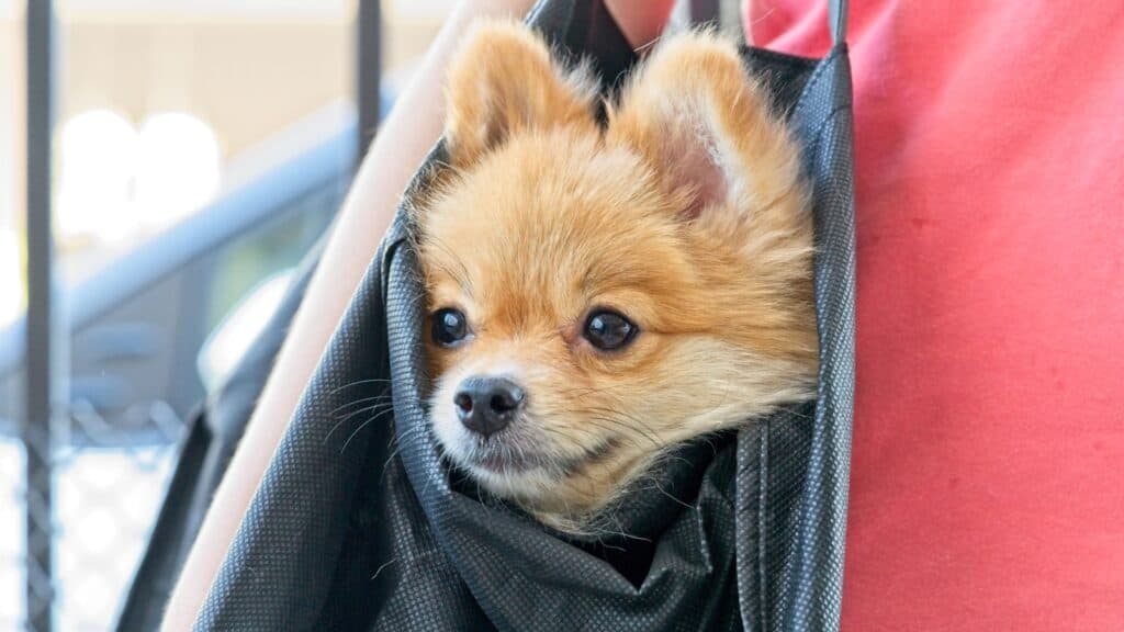 <p>Traveling with dogs on subways can vary significantly depending on the city and transit system. Here are some notable examples:</p> <p><strong>New York City Subway</strong>: The Metropolitan Transportation Authority (MTA) allows dogs to ride along with their humans if they can fit in a bag or container and "are carried in a way that doesn’t annoy other riders." Service animals aren’t required to be carried in bags or containers</p>