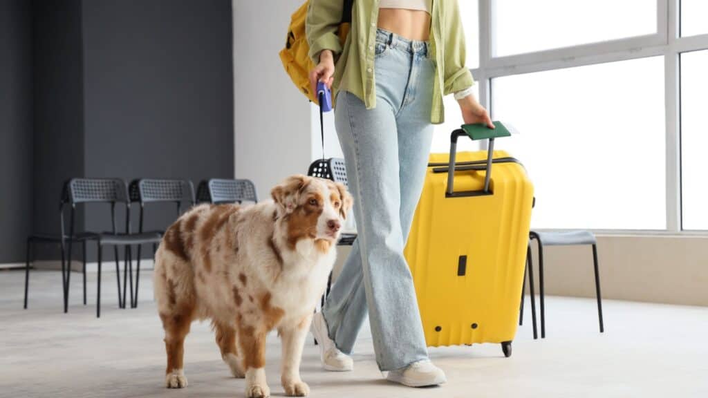 <p>Traveling by plane has become more complicated; there are fewer airlines allowing canine travel than there were years ago, and temperatures are warmer, in general.</p> <p>I have personal experience flying with dogs. The first thing I always tell people is, know your dog! If you have a dog who is nervous, prone to anxiety, and/or is very environmentally sensitive (to sounds, smells, strange places), then do not fly with your dog. The dogs I have flown with all had very stable personalities and did quite well.</p>