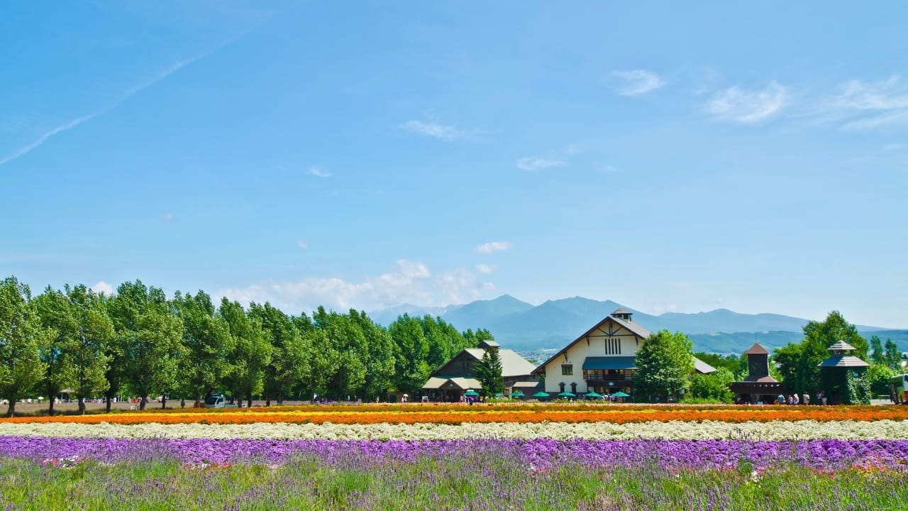 <p><strong>Purple Paradise:</strong> In Hokkaido’s picturesque Furano region, summer brings the bloom of endless lavender fields that stretch as far as the eye can see. Farm Tomita is one of the most famous spots, drawing visitors from around the world to its vibrant purple landscapes. The lavender blooms from late June to early August, creating a fragrant and visually stunning backdrop perfect for a relaxing stroll or a photo shoot.</p> <p><strong>Lavender Lover’s Haven:</strong> Beyond the beauty of the flowers, Furano offers a range of lavender-infused products. You can indulge in lavender-flavored ice cream, purchase lavender-scented sachets, or even take home essential oils and soaps. The area is also known for its rolling hills and scenic vistas, making it a great spot for cycling or hiking.</p>