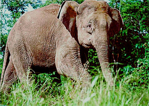 세계에서 가장 작은 코끼리, 1000마리만 남았다