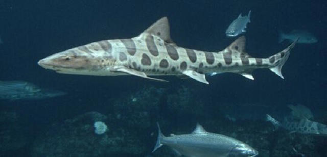 There are 15 species of sharks found on the Oregon Coast: Here’s what ...