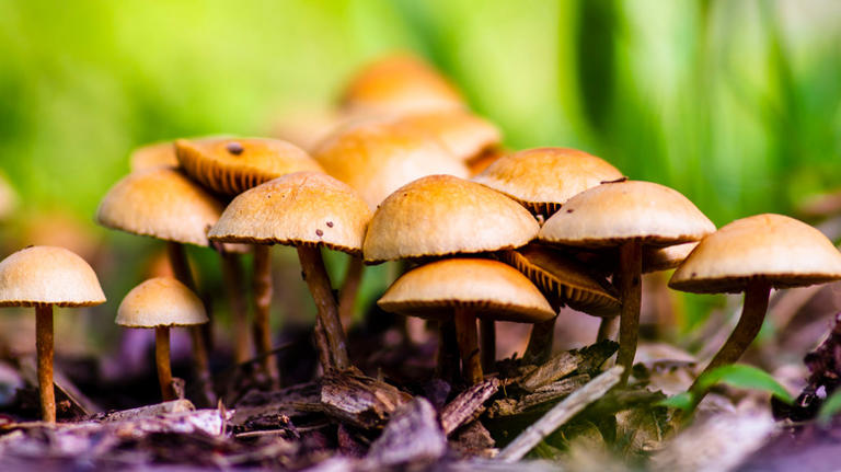 The Best Kinds Of Wood Mulch For Growing Mushrooms