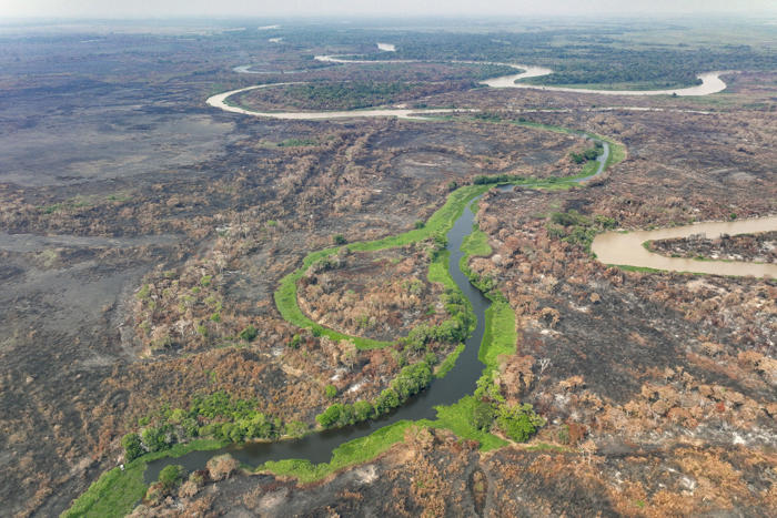 aún no inicia temporada de incendios en humedales del pantanal de brasil y ya bate récords