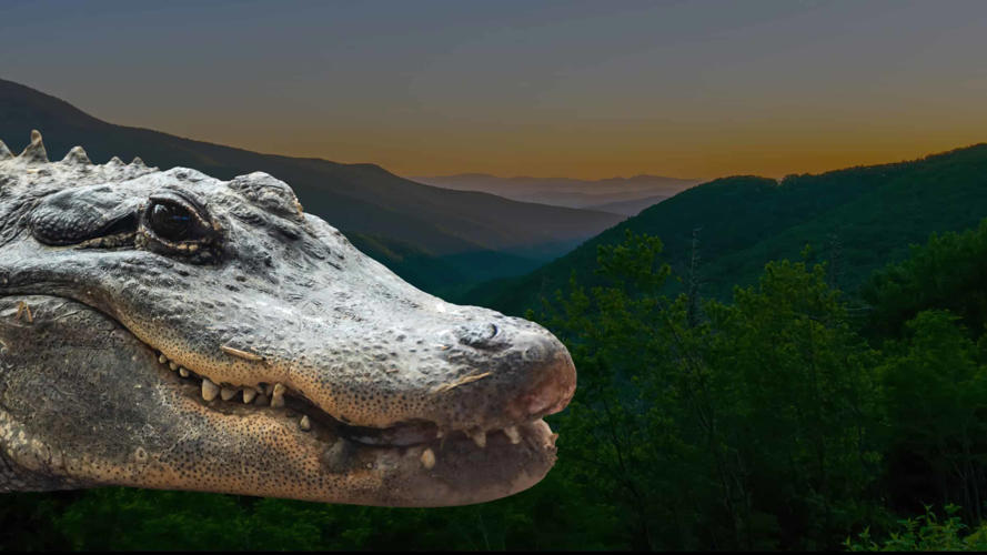 The Rogue Alligator Authorities Found Prowling Up in the Mountains
