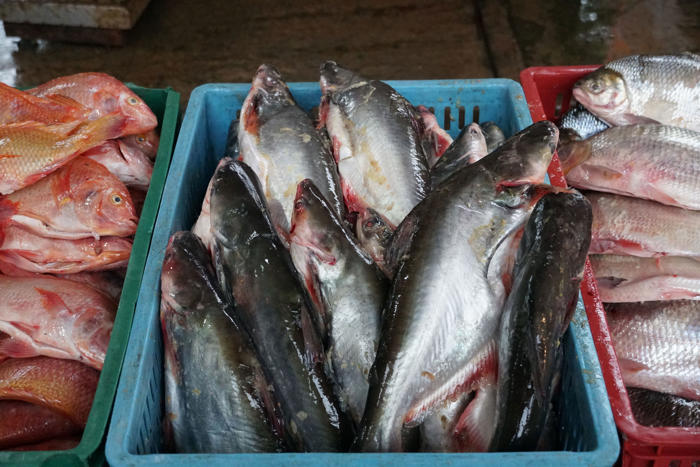 pez basa genera “graves consecuencias para la biodiversidad”: ministra de ambiente
