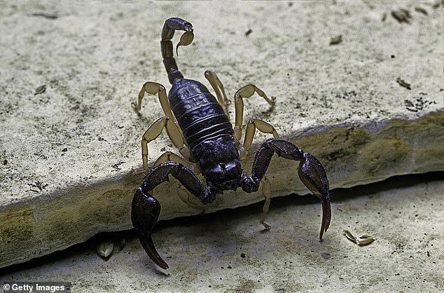 southern state is hit by scorpion invasion after scorching heatwave