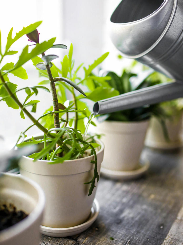 El abono hecho con cebolla hará que tus plantas tengan un crecimiento saludable.