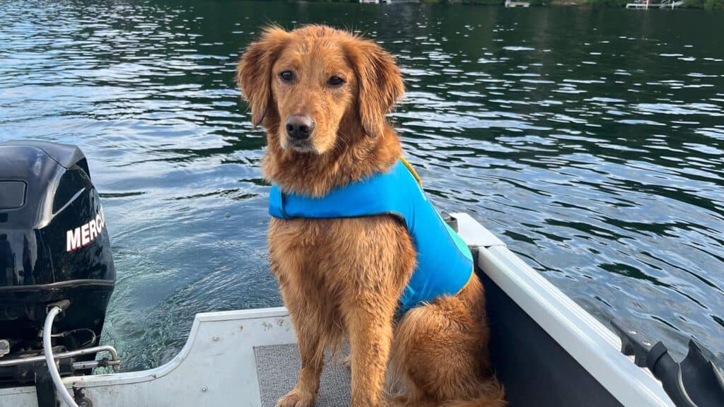 <p>Traveling by boat, whether a private vessel or a ferry, requires specific considerations for your dog’s safety. Ferry services often have different rules regarding pet travel.</p>