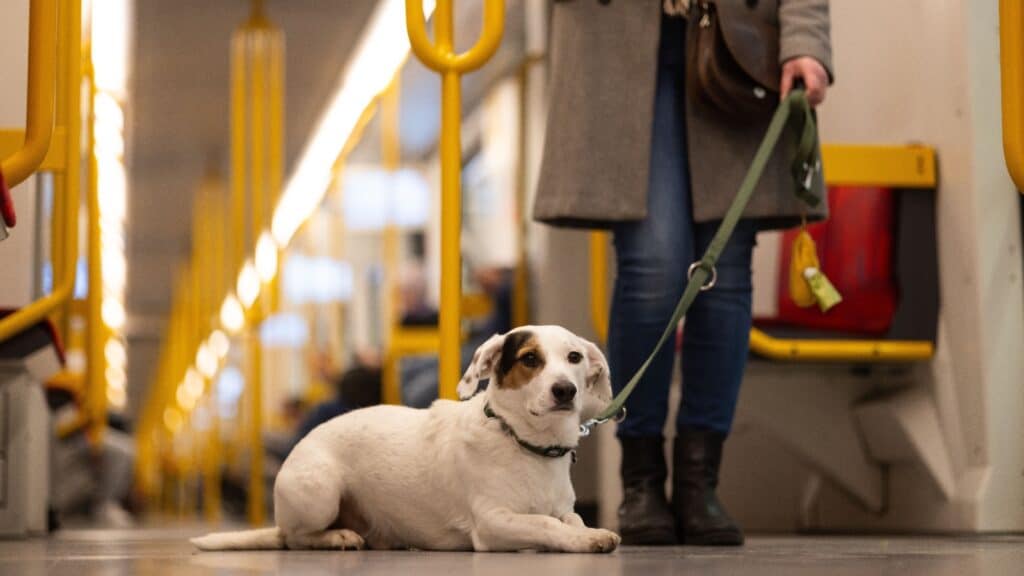 <p>Train travel regulations for dogs vary by country and train service. In the U.S., Amtrak allows small dogs (up to 20 pounds) on most routes for a fee. In Europe, many train services are pet-friendly, but rules vary between countries. Please check with individual train systems.</p>