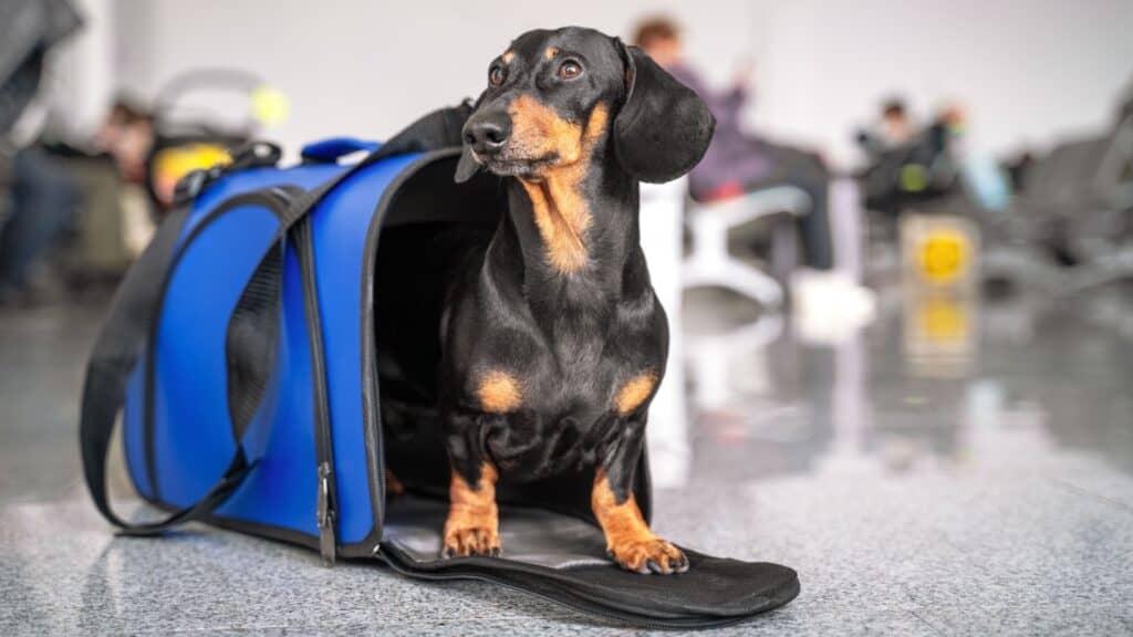 <p>Air travel regulations for pets vary between airlines, but most major airlines follow guidelines set by the U.S. Department of Agriculture (USDA) and the International Air Transport Association (IATA). <strong><em>Always check with specific airlines</em></strong>. Some key points include:</p> <ol>   <li><strong>Health Certificates</strong>: Most airlines require a health certificate from a veterinarian, stating that your dog is fit to fly. At a minimum you will need a current rabies certificate. If flying internationally, many more requirements come into play, which can range from additional vaccinations to quarantine upon arrival. Do your homework.</li>   <li><strong>Carrier Requirements In Cabin</strong>: Dogs must travel in an International Air Transport Association (IATA) approved carrier that fits under the seat in front of you for in-cabin travel. The carrier must allow your dog to stand, turn around, and lie down comfortably.</li>   <li><strong>Carrier Requirements In Cargo</strong>: Dogs must travel in an International Air Transport Association (IATA) <strong><a href="https://www.eastcoastcrates.com/standard-dog-crates">approved carrier</a></strong>. Different airlines have different requirements, as well. In general, the dog must be able to stand up, with clearance, and turn around comfortably.</li>   <li><strong>Breed Restrictions</strong>: Certain breeds, particularly brachycephalic (short-nosed) dogs like Bulldogs and Pugs, may be restricted due to their susceptibility to respiratory issues​. Restriction can be heat related or general. Please note that this is a hot button issue within the canine world. There are airlines, such as Alaska Airlines, that have incorrect information on their websites. For instance, they have Bull Terriers listed as brachycephalic, and they are not. The parent breed club (BTCA) and others have addressed the issue, even with veterinarian documentation, which has not rectified the situation. If anyone reading this works within Alaska Airlines and would like to help, please contact me dede@dedewilson.com.</li>  </ol>
