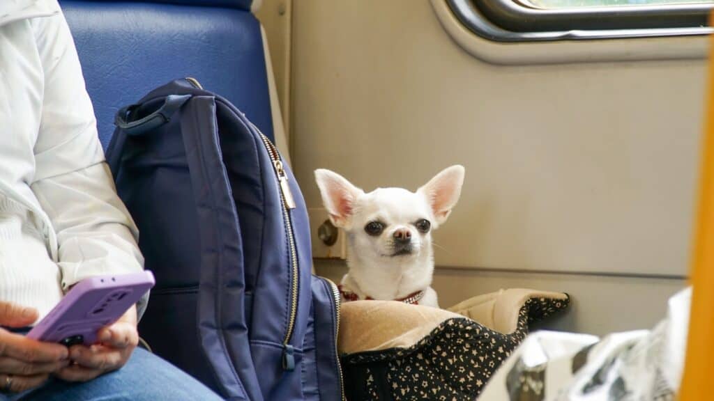 <p>Train travel with your dog is possible but will vary depending on train service. Here's what you need to know:</p>