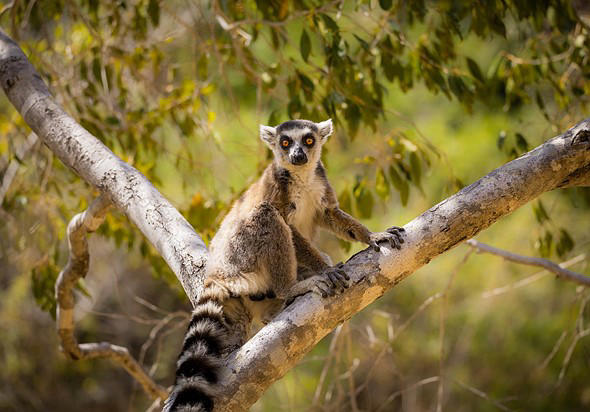 A nature photography tour of Madagascar part 5: Isalo and Ranomafana