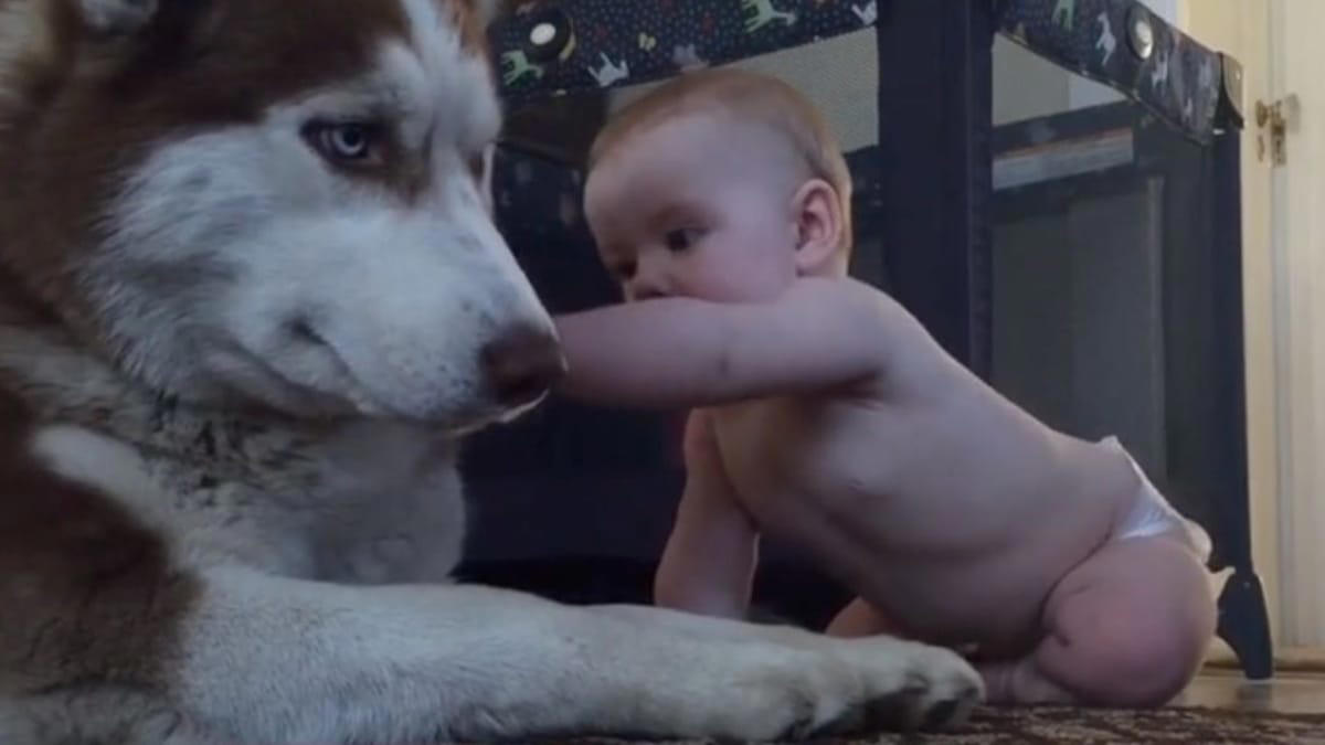 baby aait een husky: opeens gaat alles razendsnel (video)