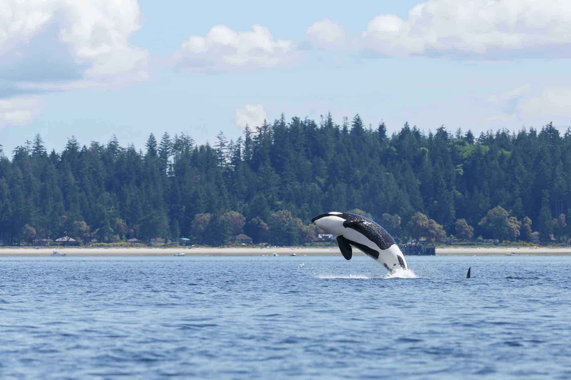 <p>Encounters between <a href="https://www.animalsaroundtheglobe.com/largest-dolphin-ever-recorded-1-166254/">dolphins</a> and orcas in the wild are not uncommon, as their habitats often overlap. However, the dramatic nature of this interaction – with the orca headbutting the dolphin mid-air – is a <a class="wpil_keyword_link" href="https://www.animalsaroundtheglobe.com/top-5-rarest-animals-around-the-globe/" title="rare">rare</a> and startling event, highlighting the raw and wild aspects of wildlife.</p>           Sharks, lions, tigers, as well as all about cats & dogs!           <a href='https://www.msn.com/en-us/channel/source/Animals%20Around%20The%20Globe%20US/sr-vid-ryujycftmyx7d7tmb5trkya28raxe6r56iuty5739ky2rf5d5wws?ocid=anaheim-ntp-following&cvid=1ff21e393be1475a8b3dd9a83a86b8df&ei=10'>           Click here to get to the Animals Around The Globe profile page</a><b> and hit "Follow" to never miss out.</b>