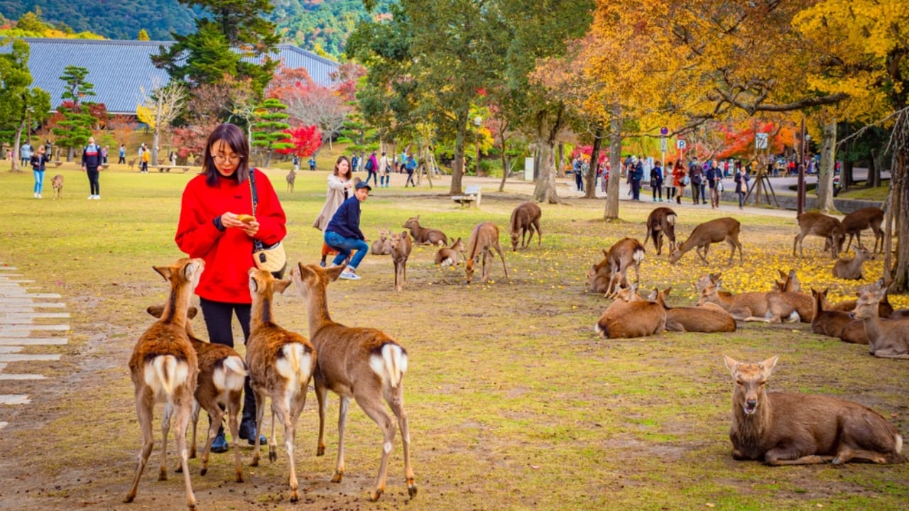 <p><strong>A Walk with Sacred Deer:</strong> Nara, the ancient capital of Japan, is home to Nara Park, where hundreds of freely roaming deer welcome visitors. These friendly creatures are considered sacred messengers of the gods in Shinto belief, and they add a magical charm to this historic city. You can buy special deer crackers (shika senbei) to feed them, making for a delightful and interactive experience.</p> <p><strong>History Meets Nature:</strong> Nara Park is also home to some of Japan’s most significant cultural sites, including Todai-ji Temple, which houses the Great Buddha statue, and Kasuga Taisha Shrine, known for its hundreds of bronze and stone lanterns. A day in Nara Park offers a unique blend of nature and history, allowing you to stroll through beautiful gardens, visit ancient temples, and interact with the friendly deer.</p>