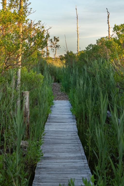 Summer’s heat descends on Cattus Island County Park