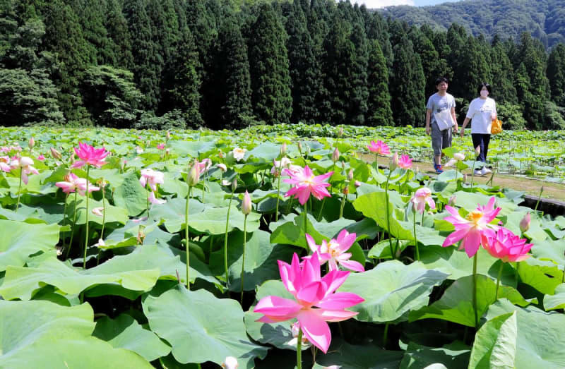世界の花ハス130種、はすまつり開幕 福井県南越前町、象鼻杯や飾り作り…8月12日まで多彩な催し