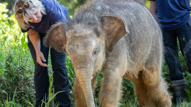 nejmenší sloni na světě jsou na pokraji vyhynutí. dramatická situace přináší i lidská úmrtí