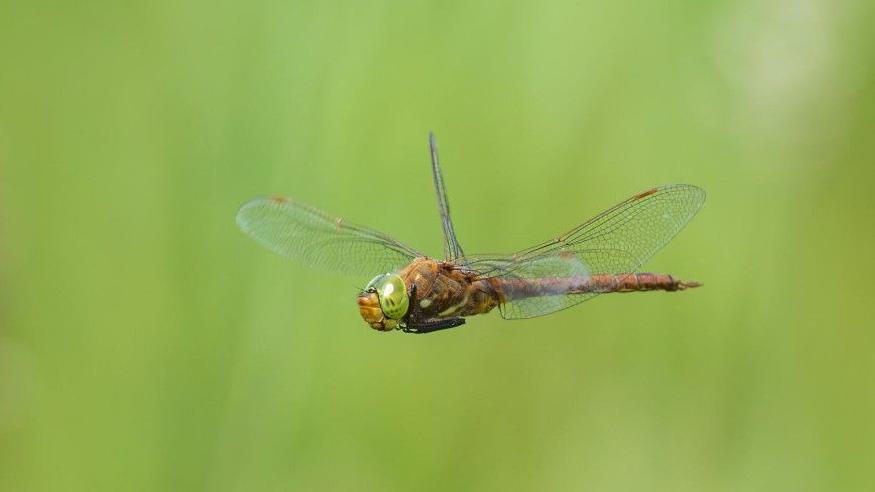 dragonflies thriving at newest nature 'hotspot'