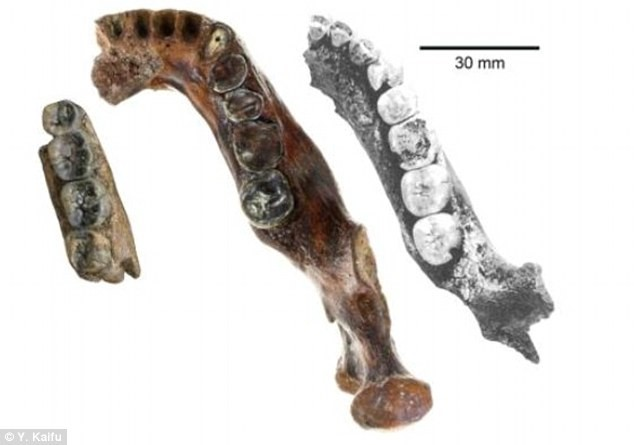 ψαράδες βρήκαν τυχαία ένα αρχαίο απολιθωμένο οστό «συγγενή» μας που δεν μοιάζει με κανένα άλλο – μπορεί να ανακάλυψαν ένα άγνωστο ανθρώπινο είδος