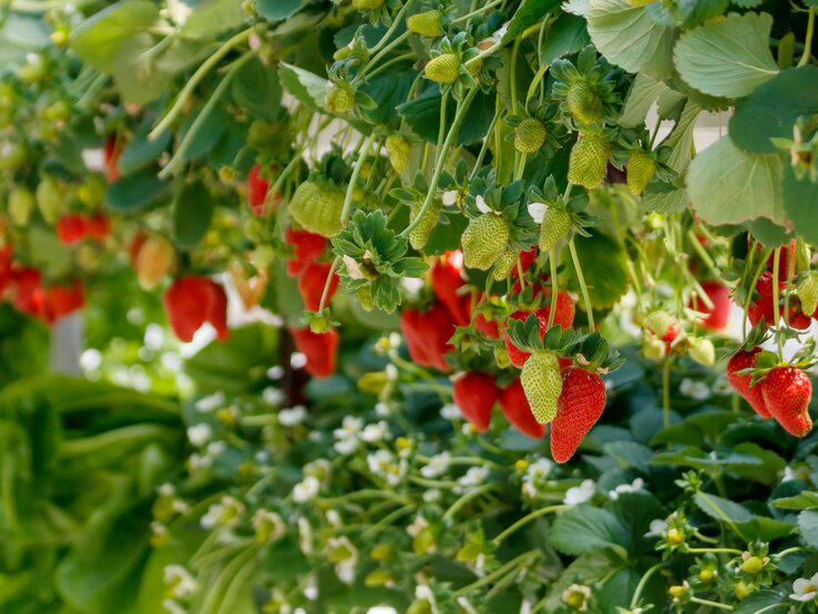 erdbeeren düngen: gießwasser-trick sorgt für eine reiche ernte