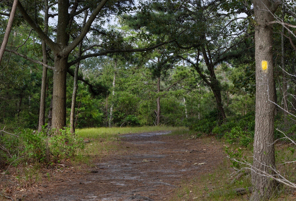 Summer’s heat descends on Cattus Island County Park