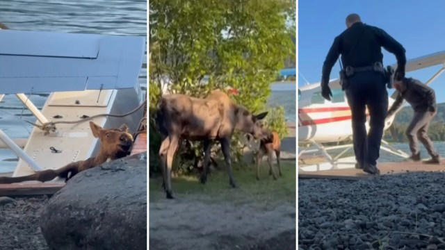 video shows heroic team rescue young moose from 'sure demise' in developed area: 'thank you for saving the little baby'