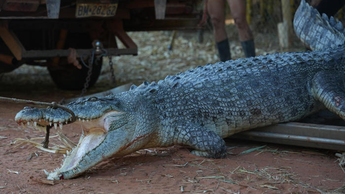 meet 'fingers', the 3.3-metre saltwater crocodile caught at western australia's cable beach