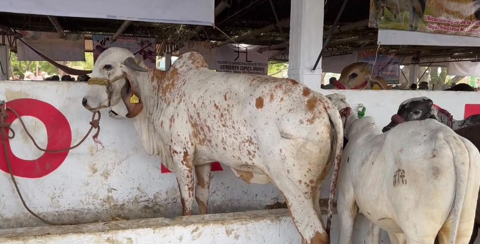 aumenta robo de ganado en la costa de oaxaca; productores exigen acciones urgentes