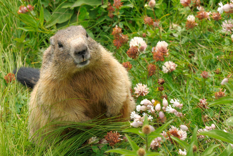 How to get rid of groundhogs effectively and humanely in 8 steps