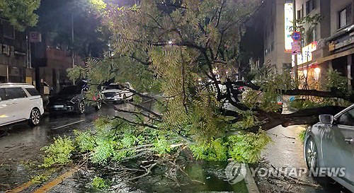 나무가 차량 덮치고 벽면 뜯기고…대전·세종·충남 비피해 속출
