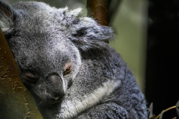 A koala peacefully sleeping on a branch, one of the quintessential wildlife encounters you must experience in Australia.