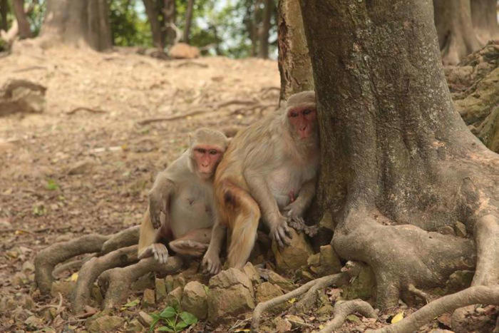 un huracán cambió para siempre a estos macacos