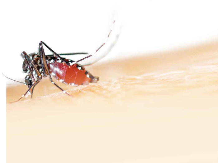 lluvias disparan casos de dengue; por número, se concentran en los estados del sur
