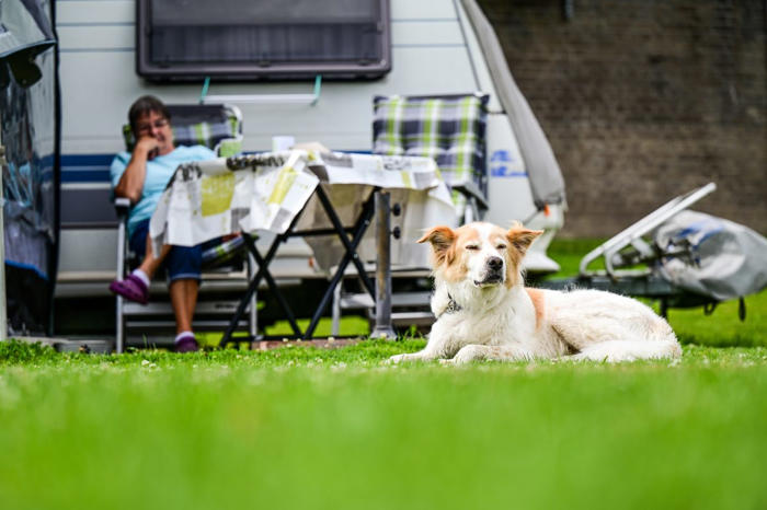 camping: hundeverbot macht sich breit – doch nicht alle ziehen mit