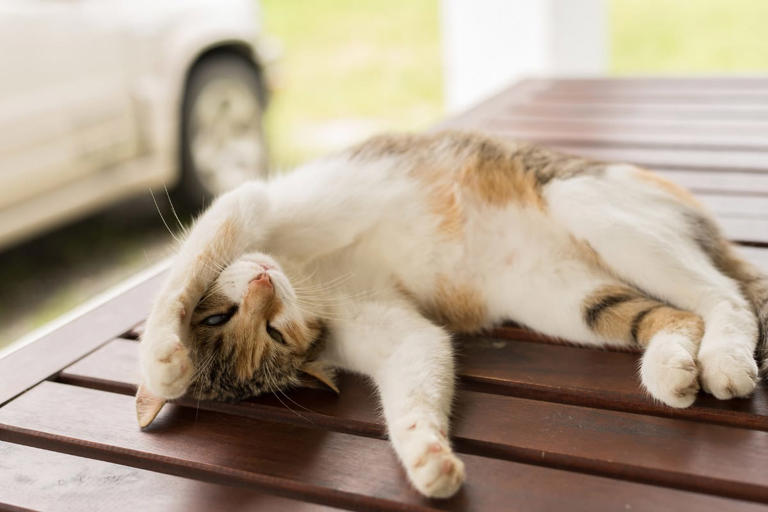 19 Most Common Cat Sleeping Positions and What They Mean