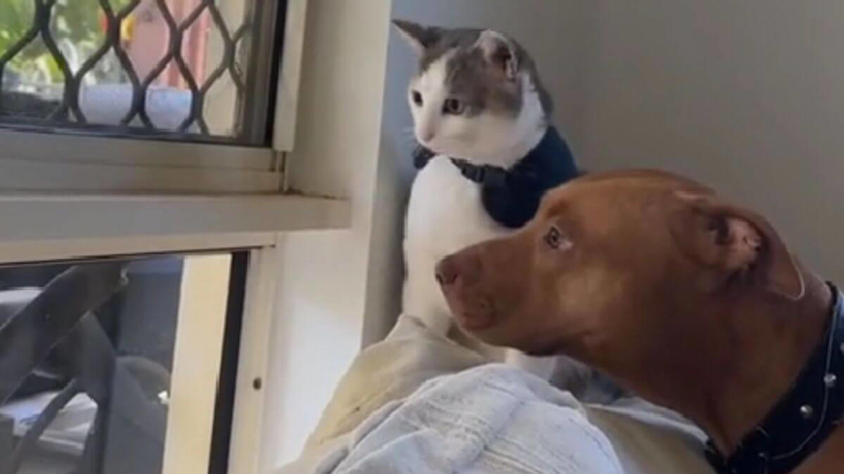 pitbull beschermd geliefde kattenbroer tegen een andere hond: de reacties zijn overweldigend (video)