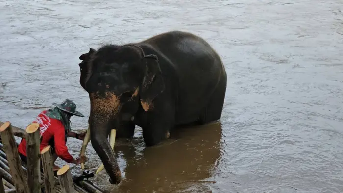 เปิดใจ ควาญช้างฮีโร่ ฝ่ากระแสน้ำป่าช่วยชีวิตนักท่องเที่ยวแพล่ม จนปลอดภัย