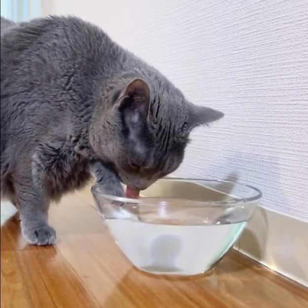 「世紀の発見ですね」前足で水をすくっていた猫、舌ペロで飲む便利さに気づく？「大きな一歩」と5.5万いいね