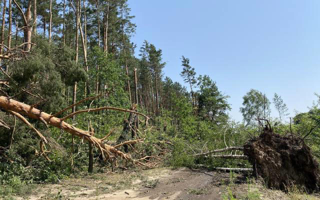 trąba powietrzna w gnatach, 28.06.2024. dziesiątki, jeśli nie setki połamanych i powalonych drzew, szkody w gospodarstwach