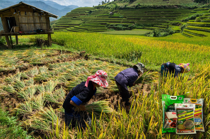 fostering financial freedom for filipino farmers