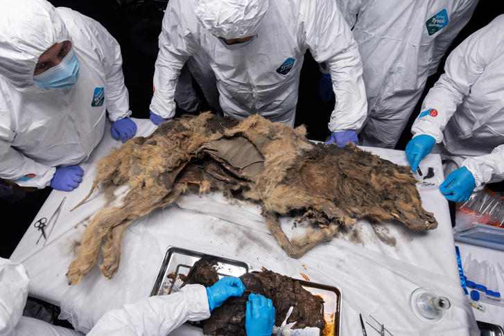 orosz tudósok egy 44 ezer éves fagyott farkas tetemét boncolták fel