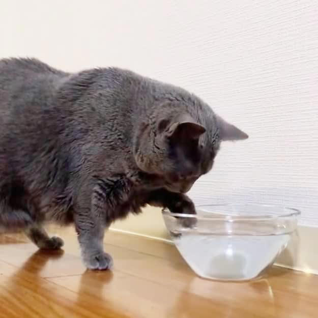 「世紀の発見ですね」前足で水をすくっていた猫、舌ペロで飲む便利さに気づく？「大きな一歩」と5.5万いいね